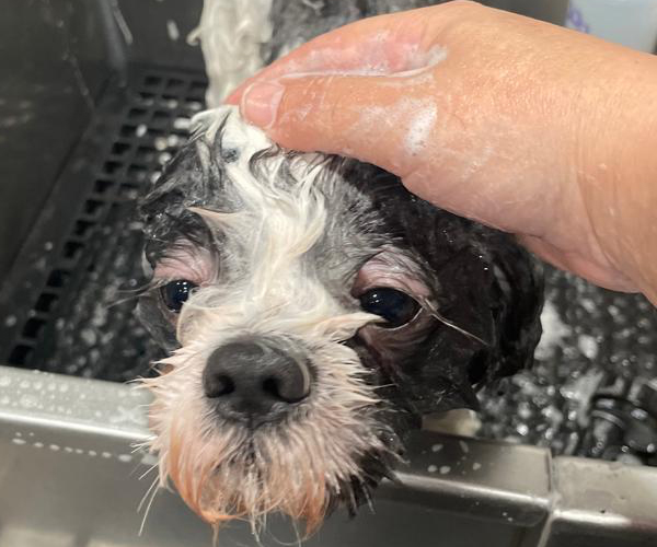 Photo of a dog being shampooed