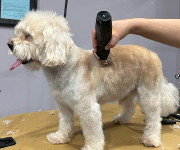 Photo of a dog getting his hair cut