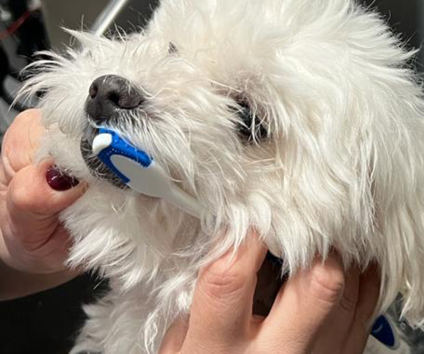 Photo of a dog having his teeth brushed
