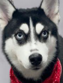 Photo of a husky with a red collar